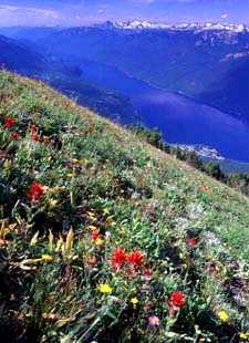 Natural History of BC -- KnowBC - the leading source of BC information