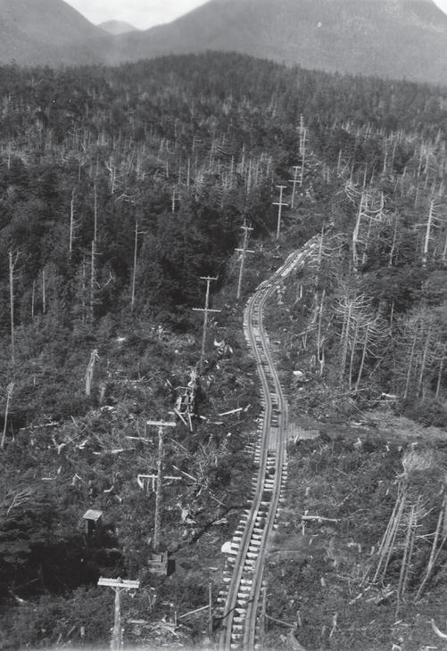 Railroad tracks surrounded by a forest as seen from above. 