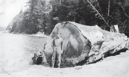A man standing on a beach in front of a Large log wider than his height. Beside the log, on the water, is a canoe. 