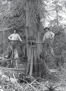 Two people stand on sticks attached to the trunk of a tree, posed for the camera with axes in their hands. A saw leans against the tree below them.