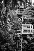 Three hikers with large backpacks and trekking poles ascend West Coast Trail ladders and platforms using all limbs.