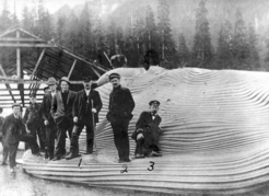 Men pose on the carcass of a baleen whale at Sechart whaling station in Barkley Sound. Image courtesy of the mount Angel Abbey library.