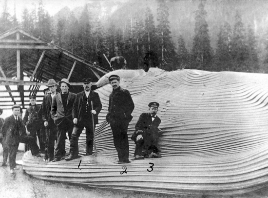 Seven men in dark suits sit and stand on a large, cream-toned whale carcass. In the background, there is a forest and a building to the left.