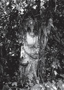 A large, weathered sculpture of a face, partially covered by leaves