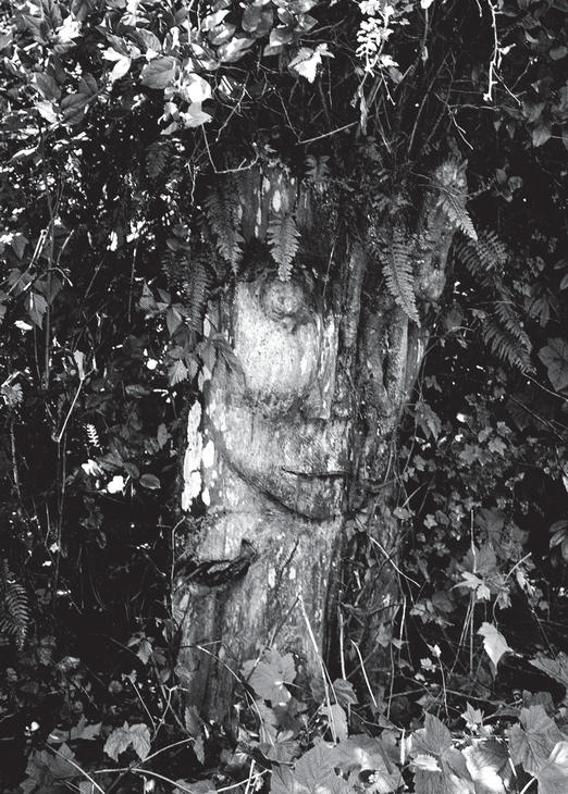 A large, weathered sculpture of a face, partially covered by leaves