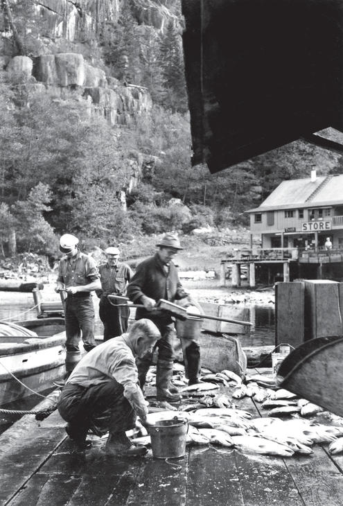 Four men examining large fish on a deck