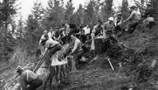 A group of about 20 men standing on a slope with tree stumps. Together, they are pulling an object that is out of frame with ropes.