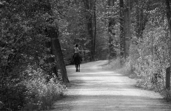 The back of a person riding a horse on a pathway framed by trees.