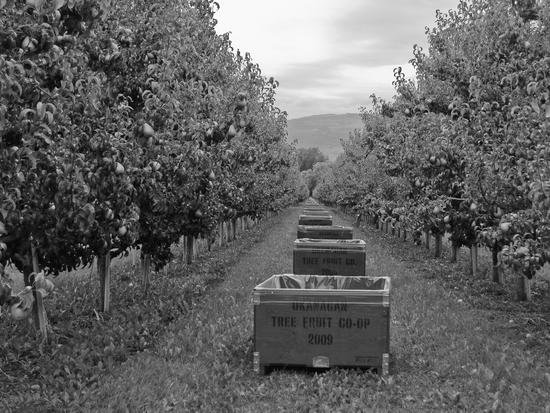 A row of boxes with plastic bags in them between two rows of pear trees. 