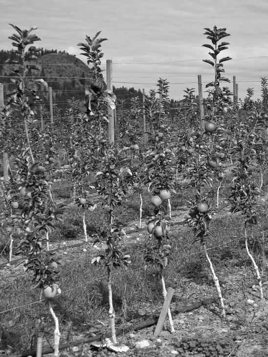 Small, sparse trees with fruit lined up in rows.