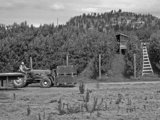 A person riding a tractor carrying two large wooden boxes. Behind them are trees in which a small wooden building is built within. To the right, a latter is stood beside a tree with fruit.