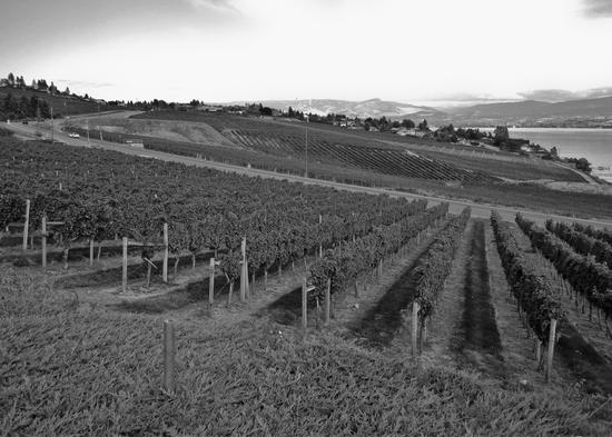 A vineyard beside a road. On the other side of the road is another vineyard.