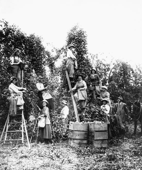 A group of people standing by a row of trees, some standing on ladders and some on the ground. Most people hold buckets or bags with fruit. There are two stacks of boxes filled with fruit on the ground.