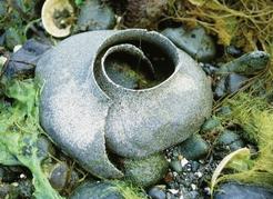 A collar of moon snail eggs embedded in layers of sand.