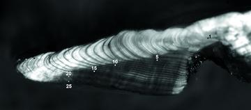 An otolith crosssection showing that the rockfish is 25 years old.