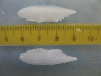 Otoliths are bones in the internal “ear” of a fish.