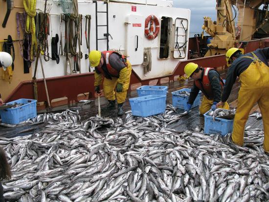 A catch of Pacific hake on the W.E. Ricker