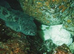 A male lingcod guarding its nest. Lingcod were greatly overfished in the past but, after more effective regulations, they are making a comeback. Rick Harbo photo