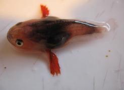 Attractive larval soft sculpins are a few centimetres long and common in the surface waters in the strait during summer and fall. Dick Beamish photo