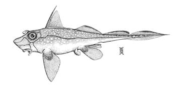 Spotted Ratfish