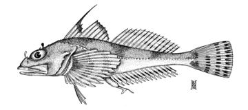 Roughback Sculpin