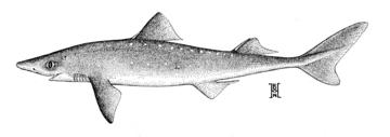 Pacific Spiny Dogfish