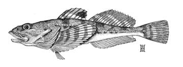 Pacific Staghorn Sculpin
