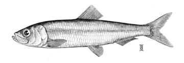 Pacific Herring