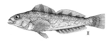 Kelp Greenling