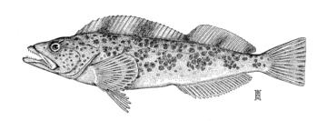 Lingcod