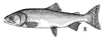 Pink Salmon