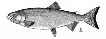 Chum Salmon