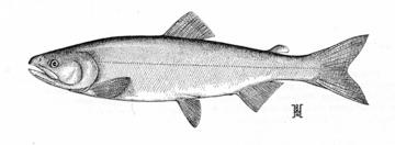 Sockeye Salmon