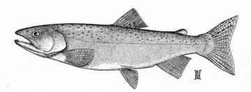Coho Salmon