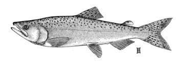 Chinook Salmon