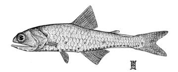 Northern Lampfish