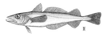 Pacific Hake