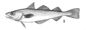Pacific Tomcod