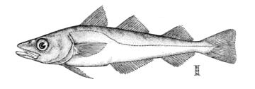 Walleye Pollock