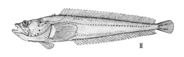 Plainfin Midshipman
