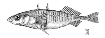 Threespine Stickleback