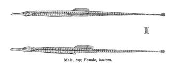 Bay Pipefish