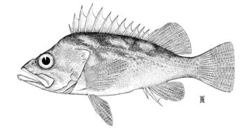 Copper Rockfish