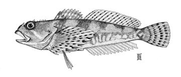 Tidepool Sculpin