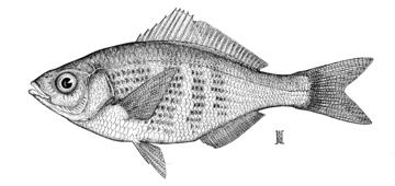 Shiner Perch