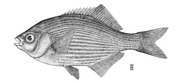 Striped Seaperch