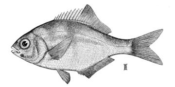 Pile Perch