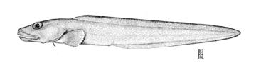 Blackbelly Eelpout