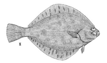 Southern Rock Sole