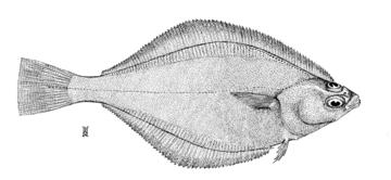 English Sole